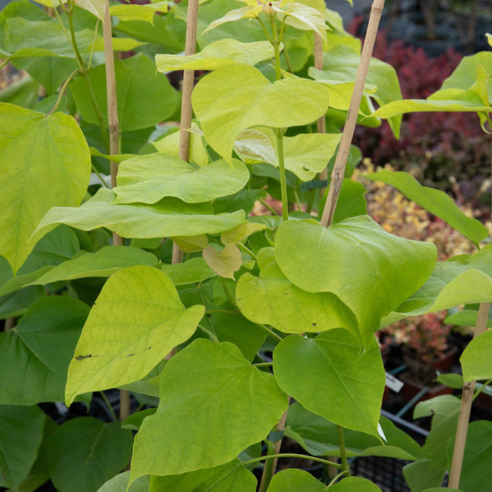 Indian Bean Tree