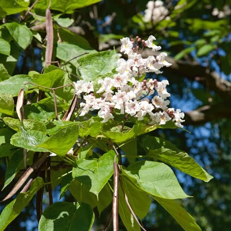 Indian Bean Tree