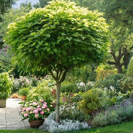 Indian Bean Tree