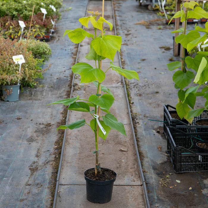 Indian Bean Tree