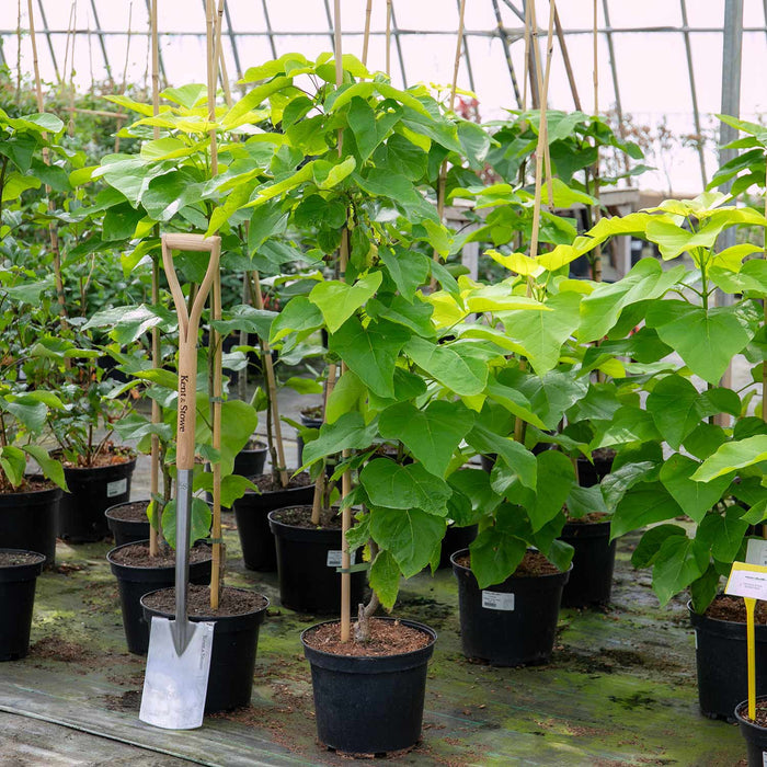 Indian Bean Tree