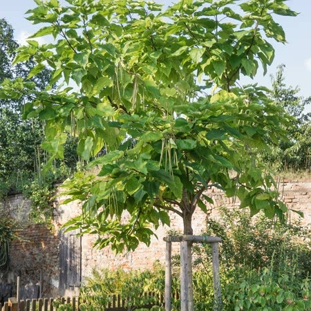 Indian Bean Tree
