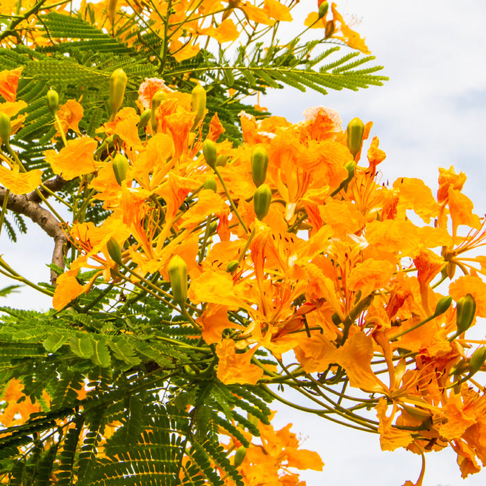 Island Nectar* Fragrance Oil 137