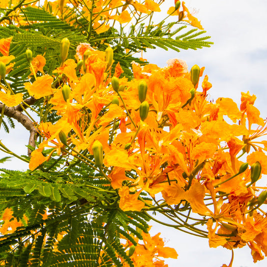 Island Nectar* Fragrance Oil 137