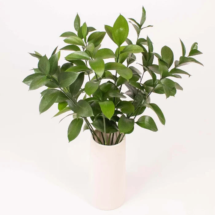 Israeli Ruscus Greenery in Vases