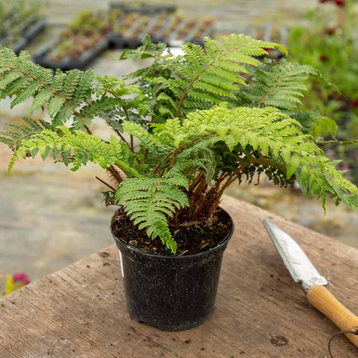 Japanese Lace Fern Plant