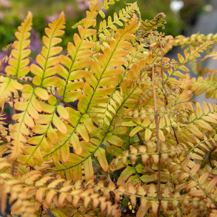 Dryopteris Erythrosora Leaf Close Up