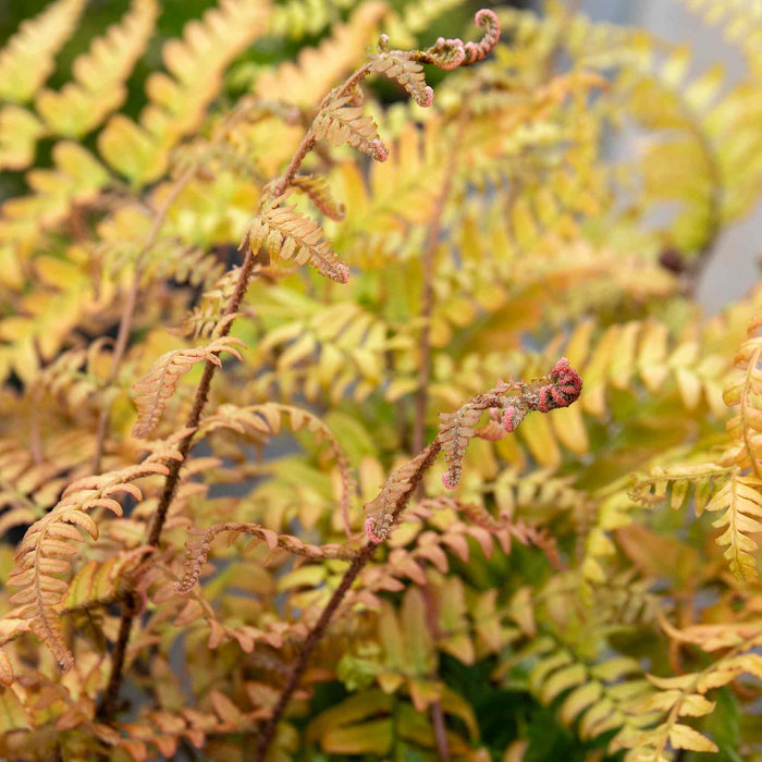 Dryopteris Erythrosora Stem Close Up