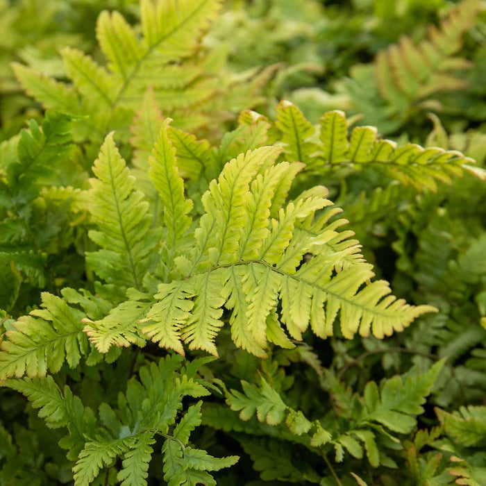 Japanese Shield Fern Plant