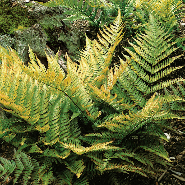Japanese Shield Fern Plant