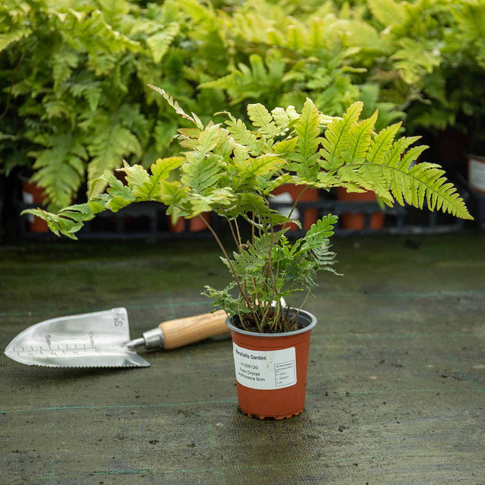 Japanese Shield Fern Plant