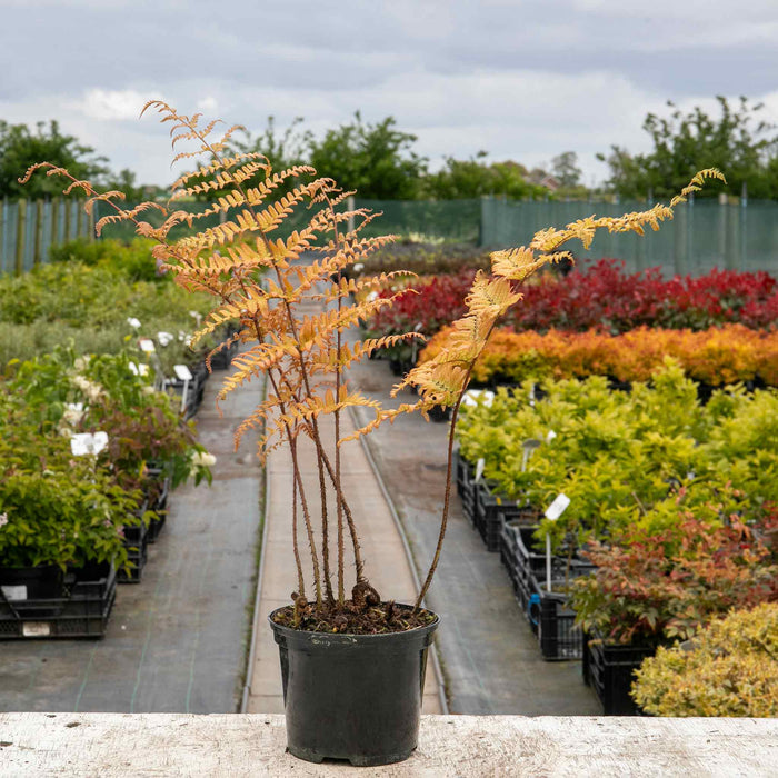 Japanese Shield Fern Plant
