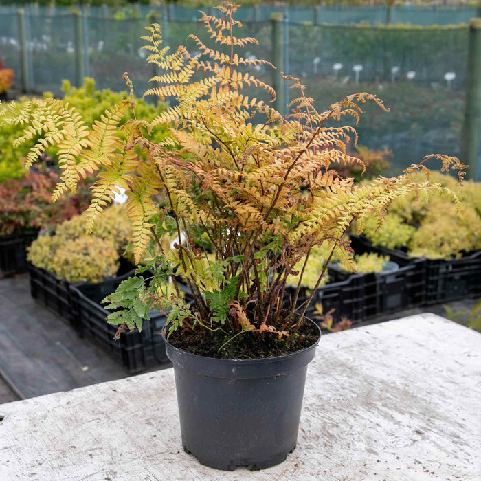 Dryopteris Erythrosora 5 L Pot