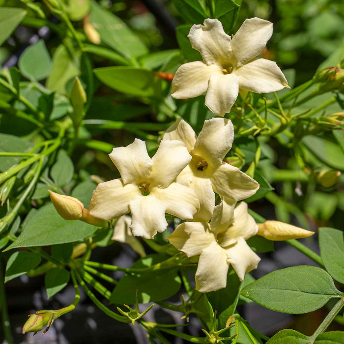 Jasmine 'Clotted Cream'