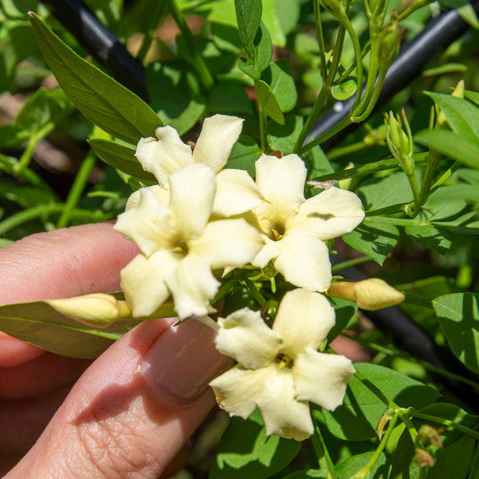 Jasmine 'Clotted Cream'