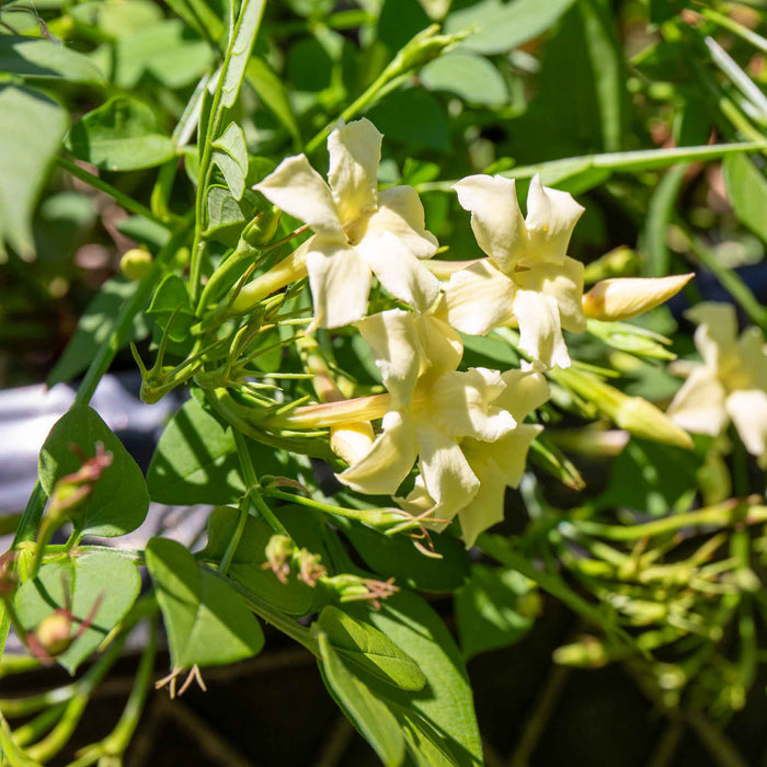 Jasmine 'Clotted Cream'