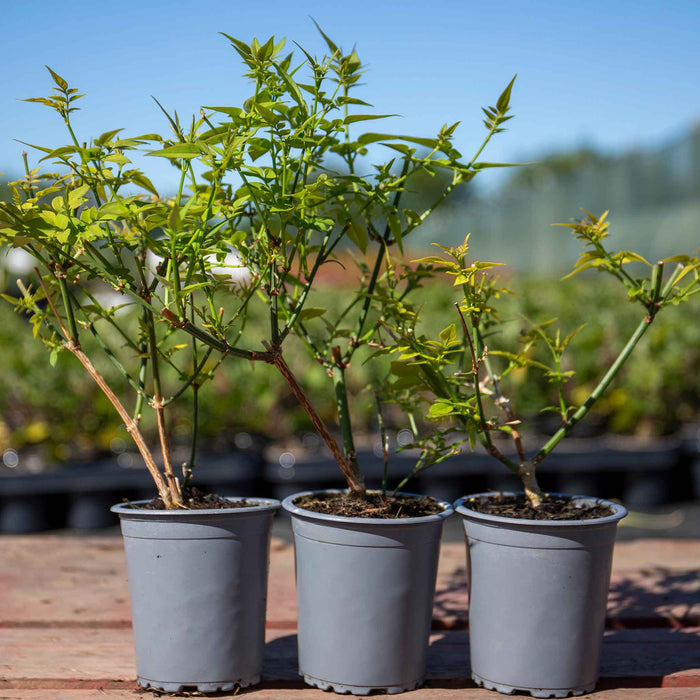 Jasmine 'Clotted Cream'