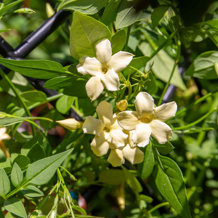 Jasmine 'Clotted Cream'