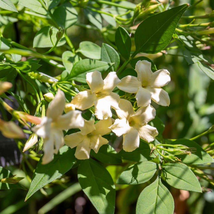 Jasmine 'Clotted Cream'