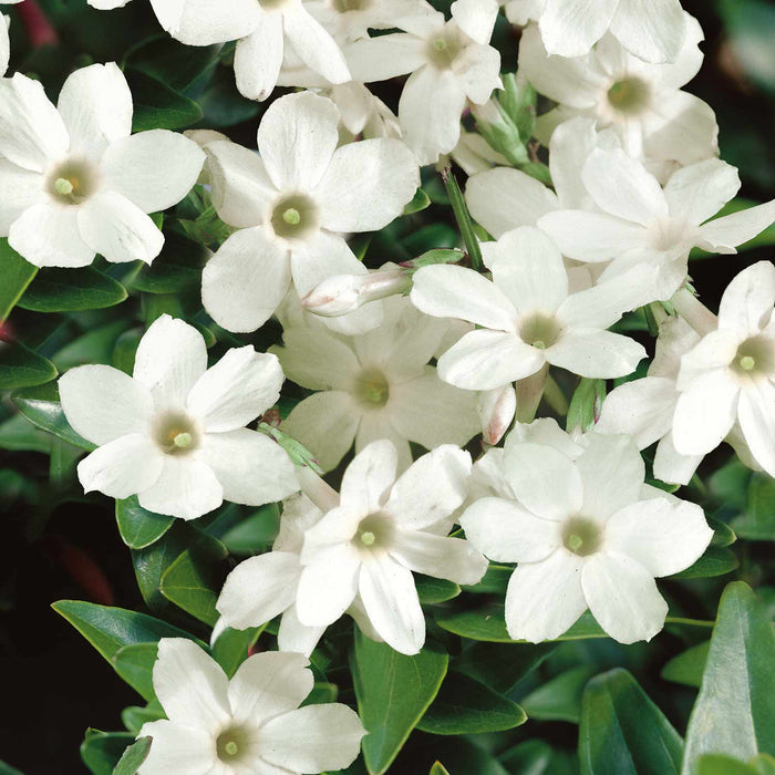 Jasmine officianale