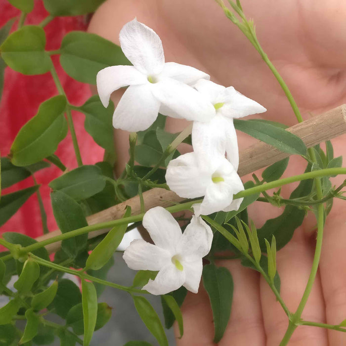 Jasmine 'Starry Starry Summer Night'