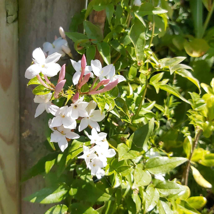 Jasmine 'Starry Starry Summer Night'
