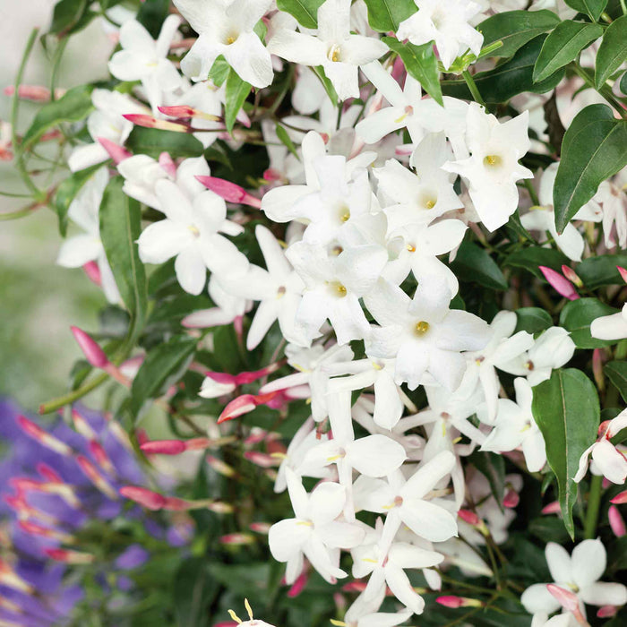 Jasmine 'Starry Starry Summer Night'
