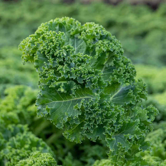 Kale 'Kapral'