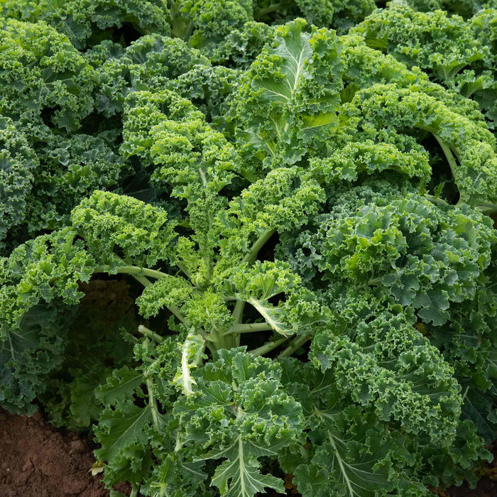Kale 'Kapral'