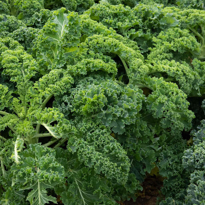 Kale 'Kapral'