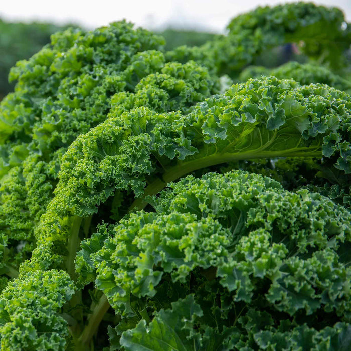Kale 'Kapral'