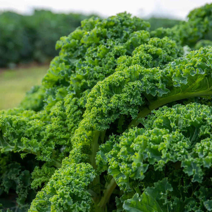 Kale 'Kapral'