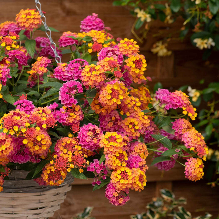 Lantana 'Passion Fruit'