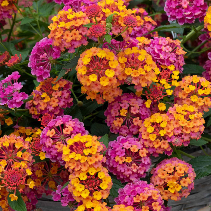 Lantana 'Passion Fruit'