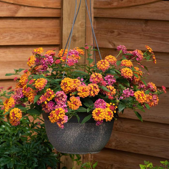 Lantana 'Passion Fruit'