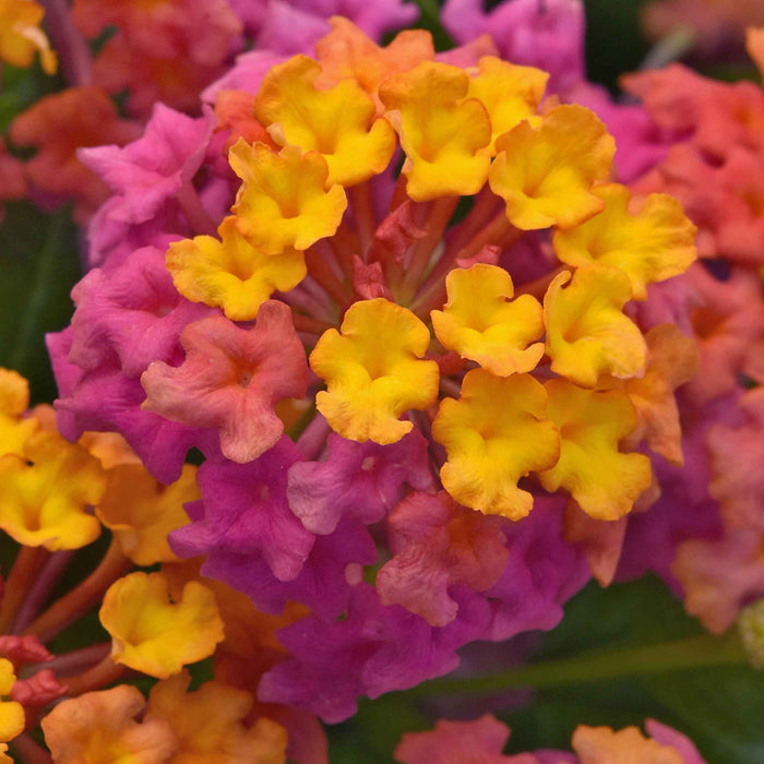 Lantana 'Passion Fruit'