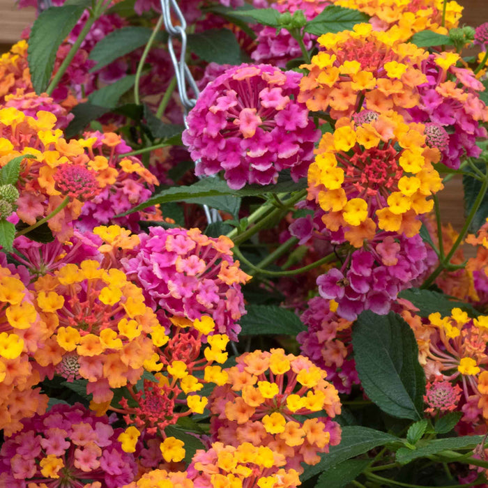 Lantana 'Passion Fruit'