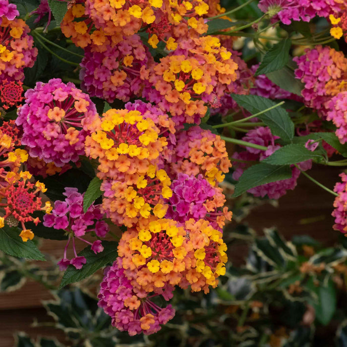 Lantana 'Passion Fruit'