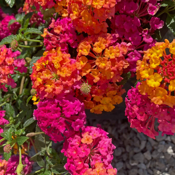 Lantana 'Passion Fruit'