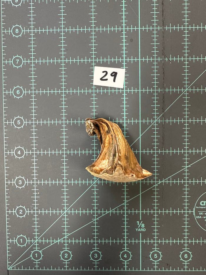 29