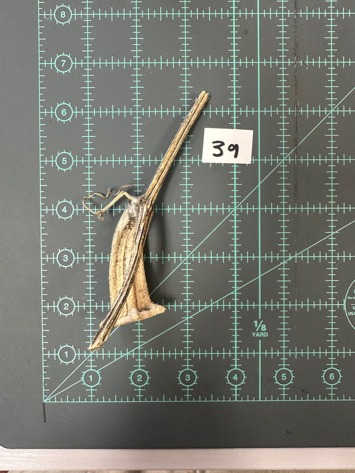 39