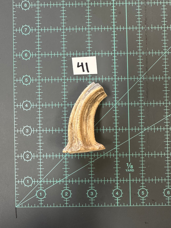 41