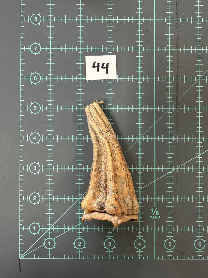 44