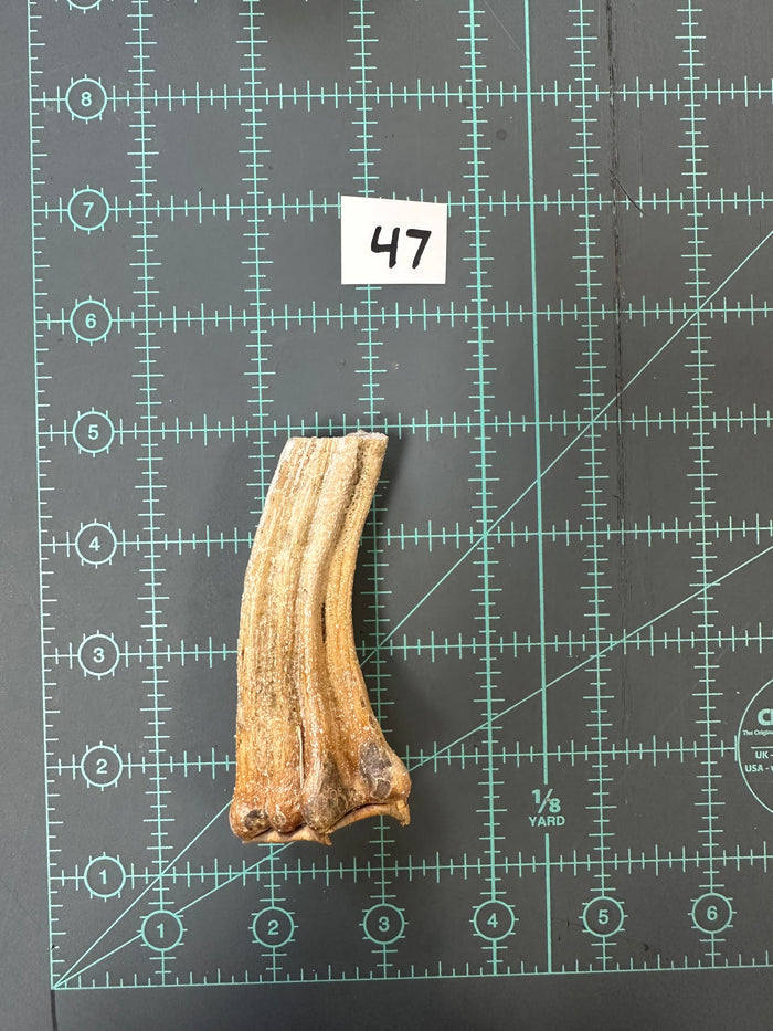 47