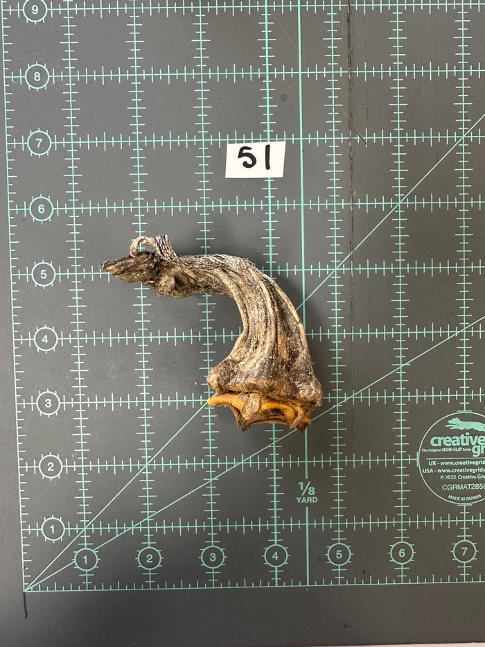 51