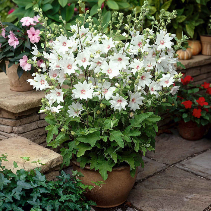 Lavatera Clementii 'Barnsley Baby'
