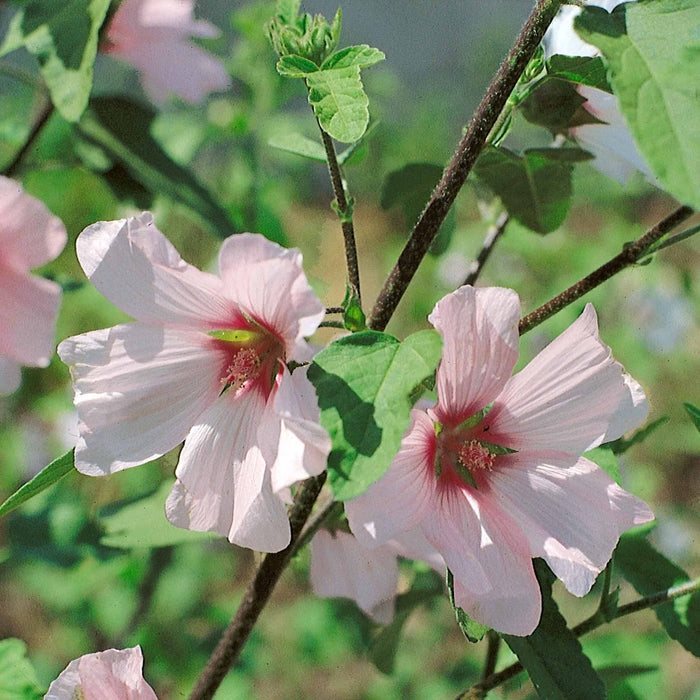 Lavatera Clementii 'Barnsley Baby'