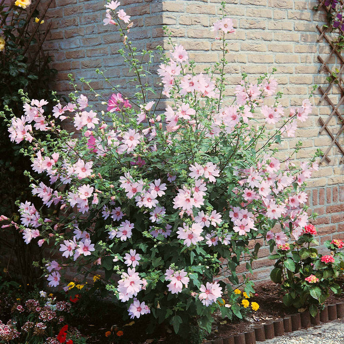 Lavatera Clementii 'Barnsley Baby'