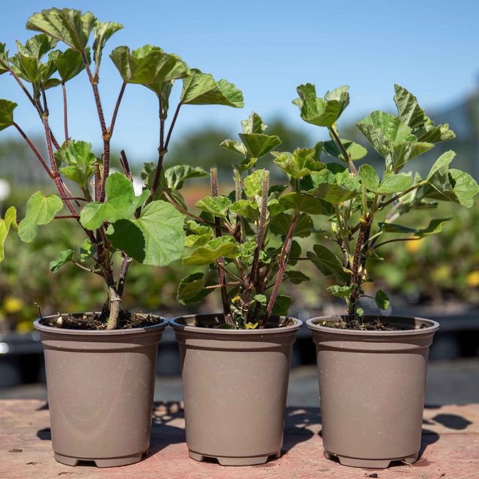 Lavatera Clementii 'Barnsley Baby'