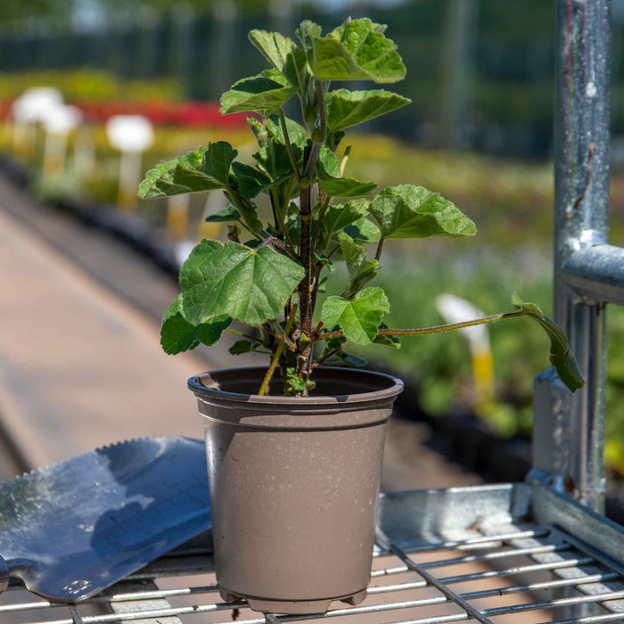 Lavatera Clementii 'Barnsley Baby'